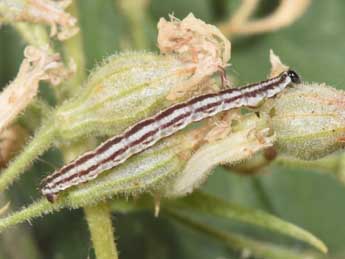  Chenille de Eupithecia silenicolata Mab. - Philippe Mothiron