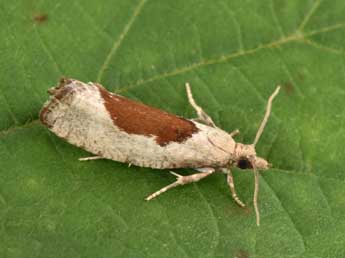 Epinotia solandriana L. adulte - Philippe Mothiron