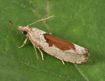 Epinotia solandriana L. adulte - Philippe Mothiron