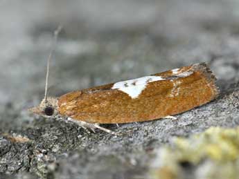 Epinotia solandriana L. adulte - Dominique Halleux