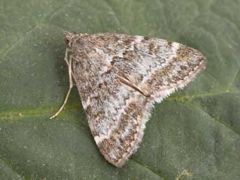Evergestis sophialis F. adulte - Philippe Mothiron