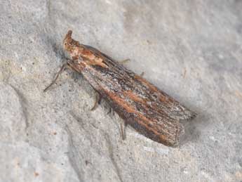 Selagia spadicella Hb. adulte - Philippe Mothiron