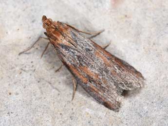 Selagia spadicella Hb. adulte - Philippe Mothiron