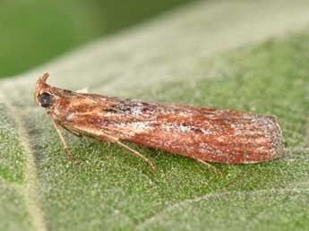 Selagia spadicella Hb. adulte - Philippe Mothiron