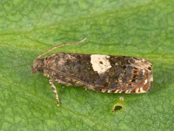 Epiblema sticticana F. adulte - Philippe Mothiron