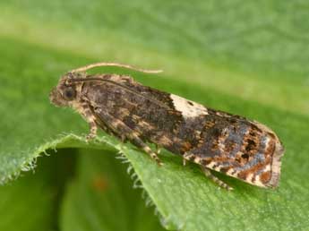 Epiblema sticticana F. adulte - Philippe Mothiron