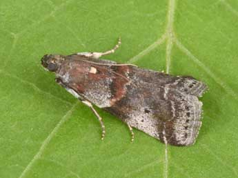 Acrobasis suavella Zck. adulte - Philippe Mothiron