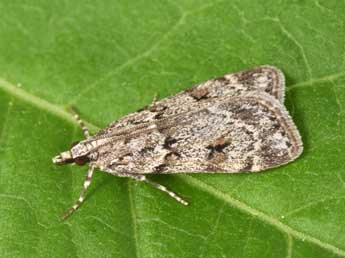 Scoparia subfusca Hw. adulte - Philippe Mothiron