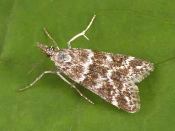 Eudonia sudetica Z. adulte - Philippe Mothiron