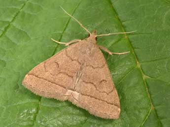 Herminia tarsipennalis Tr. adulte - Philippe Mothiron