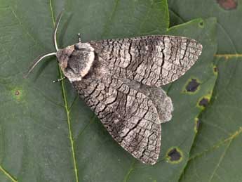 Acossus terebra D. & S. adulte - Philippe Mothiron