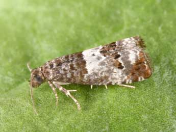 Notocelia trimaculana Hw. adulte - Philippe Mothiron