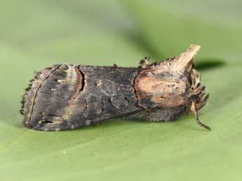 Abrostola triplasia L. adulte - Philippe Mothiron