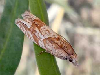 Eucosma tripoliana Barr. adulte - Emmanuel Mac