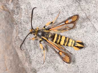Bembecia uroceriformis Tr. adulte - Philippe Mothiron