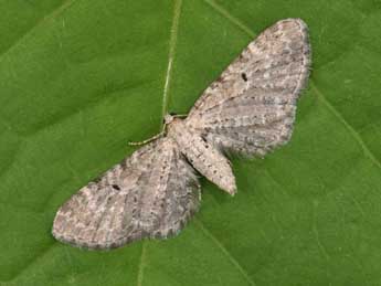 Eupithecia veratraria Grasl. adulte - Philippe Mothiron