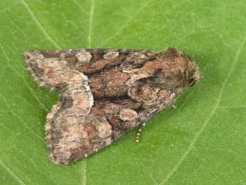 Oligia versicolor Bkh. adulte - Philippe Mothiron