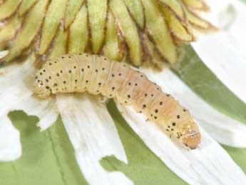  Chenille de Cnephasia genitalana Pierce & Metc. - �Philippe Mothiron