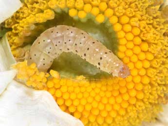  Chenille de Cnephasia genitalana Pierce & Metc. - �Philippe Mothiron
