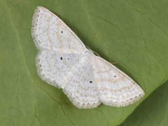 Scopula immutata L. adulte - �Philippe Mothiron