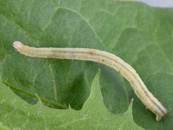  Chenille de Scopula immutata L. - �Philippe Mothiron
