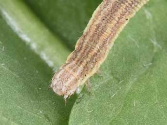  Chenille de Scopula immutata L. - �Philippe Mothiron