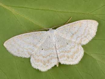 Scopula immutata L. adulte - �Philippe Mothiron