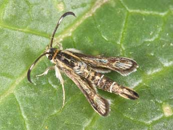 Pyropteron muscaeforme Esp. adulte - �Philippe Mothiron