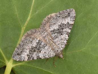 Scotopteryx octodurensis Favre adulte - �Philippe Mothiron