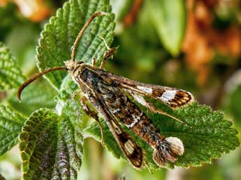 Chamaesphecia osmiaeformis H.-S. adulte - �Alexandre Cr�gu
