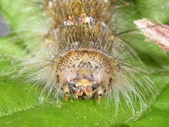  Chenille de Poecilocampa populi populi L. - �Philippe Mothiron