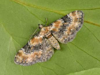 Eupithecia pulchellata Stph. adulte - �Philippe Mothiron