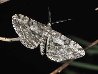 Peribatodes rhomboidaria D. & S. adulte - �Philippe Mothiron