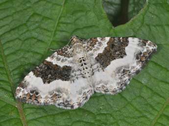 Epirrhoe rivata Hb. adulte - �Philippe Mothiron
