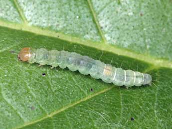  Chenille de Acleris sparsana D. & S. - �Patrick Clement