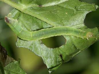  Chenille de Eupithecia actaeata Walderdorff - ©Lionel Taurand