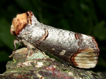 Phalera bucephala L. adulte - ©Philippe Mothiron