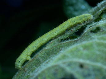  Chenille de Larentia clavaria Hw. - ©Philippe Mothiron