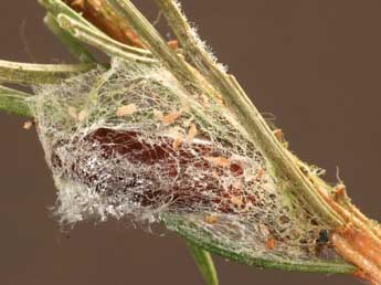  Chrysalide de Hylaea fasciaria L. - ©Daniel Morel