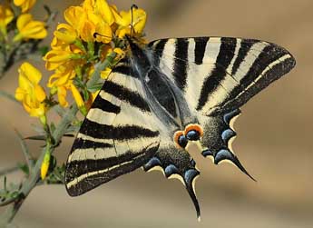 Iphiclides feisthamelii Dup. adulte - ©David Demerges