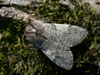 Achlya flavicornis L. adulte - ©Philippe Mothiron
