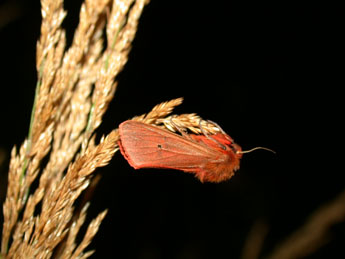 Phragmatobia fuliginosa L. adulte - ©Philippe Mothiron