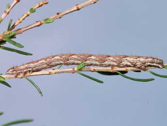  Chenille de Pachycnemia hippocastanaria Hb. - ©Lionel Taurand