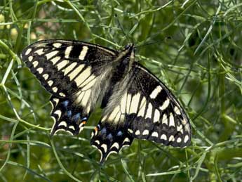 Papilio hospiton Genè adulte - ©Jérôme Barbut