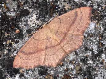 Cyclophora linearia Hb. adulte - ©Philippe Mothiron