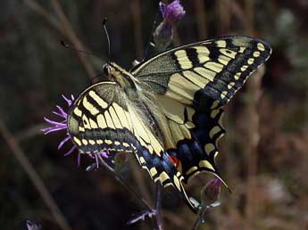 Papilio machaon L. adulte - ©Philippe Mothiron