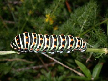  Chenille de Papilio machaon L. - ©Philippe Mothiron