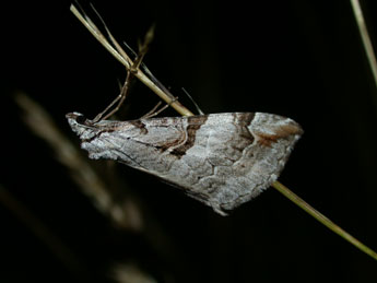 Aplocera praeformata Hb. adulte - ©Philippe Mothiron