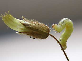  Chenille de Eupithecia pygmaeata Hb. - ©Claude Tautel