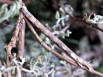  Chenille de Dyscia royaria Tautel & Billi - ©Claude Tautel